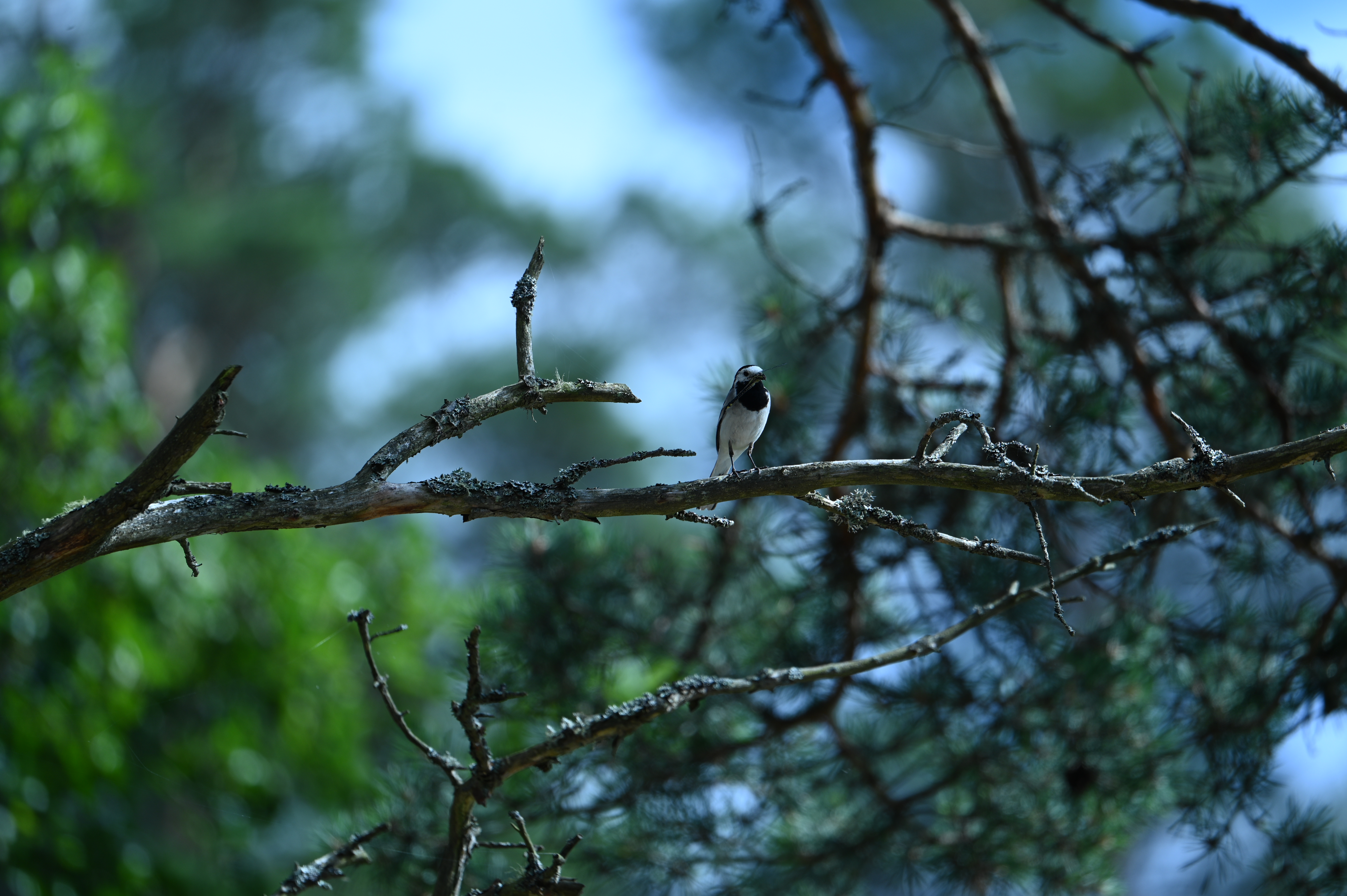 2025/07/09-14 - trip/DSC_0457.JPG